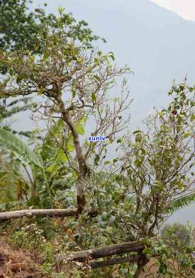 勐库冰岛老树茶海拨-勐库冰岛老树茶厂