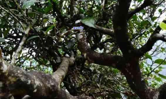 单株古树茶冰岛价格-单株冰岛古树茶多少钱