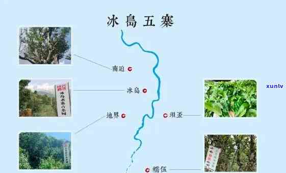 冰岛茶位置：探寻冰岛茶及其特点与分布