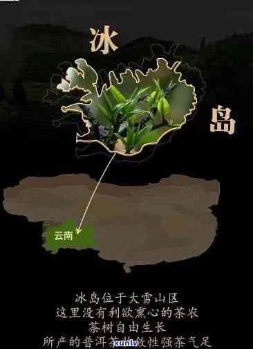 云南冰岛茶产地在哪里？详解其来源与价格