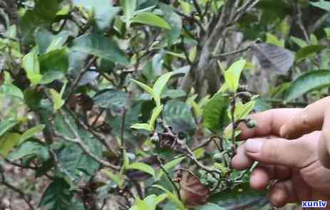 勐库的冰岛茶有哪几个牌子好，推荐几款优质的勐库冰岛茶