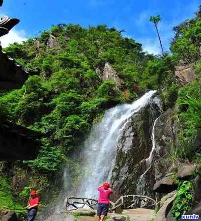 青山绿水是什么茶叶，探究茶叶——青山绿水，源自大自然的馈赠