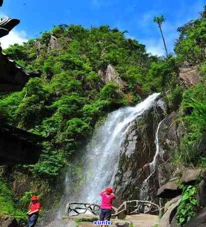 青山绿水是什么茶叶，探究茶叶——青山绿水，源自大自然的馈赠