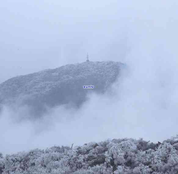 雪顶茶是什么茶，「科普」雪顶茶是什么茶？它与普通茶有什么区别？