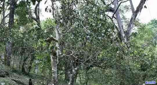 冰岛古树茶产地在哪里，揭秘冰岛古树茶的产地——探索神秘的茶叶世界