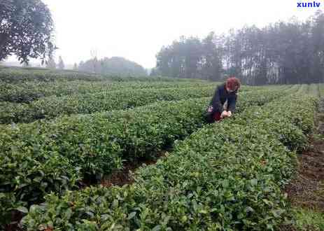 贵州节产什么茶叶-贵州节产什么茶叶最多