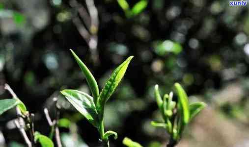 96年冰岛茶，96年冰岛茶：一难忘的味觉旅程