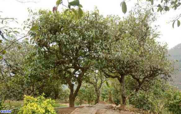 临沧勐坝冰岛古树茶-云南临沧勐库冰岛古树茶