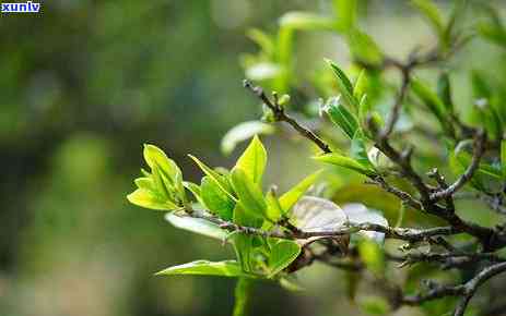 冰岛南迫普洱茶价格，探究冰岛南迫普洱茶的价格及其价值