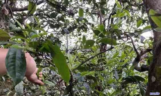 冰岛古树茶年产量，揭秘冰岛古树茶年产量，了解这种珍贵茶叶的生产情况