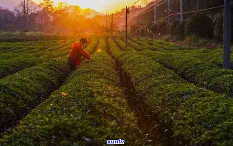 冰岛原味茶行：正宗冰岛茶系列，口感纯正，源自冰岛茶厂，价格透明