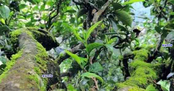 冰岛五寨古树茶图片，探索冰岛的自然宝藏：五寨古树茶的独特之美