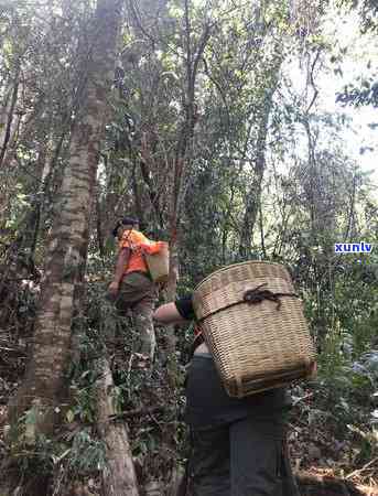 冰岛甜茶：为何如此甜美？探秘其背后的秘密