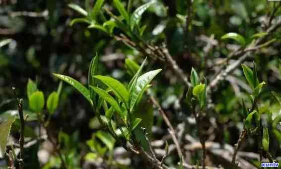 冰岛糯茶多少钱一斤？口感特点、价格全解析