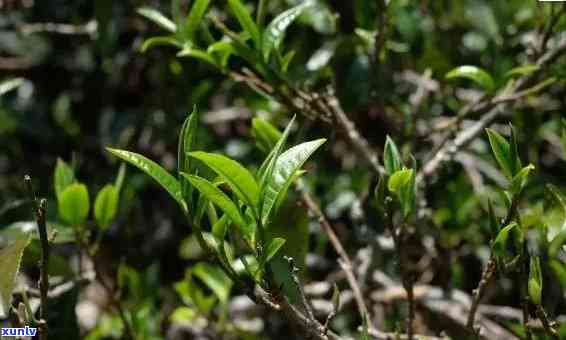 冰岛糯属于什么茶-冰岛糯茶简介