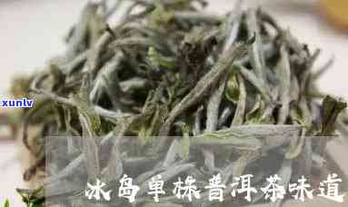 冰岛单株茶是什么味型，揭秘冰岛单株茶的味型特征