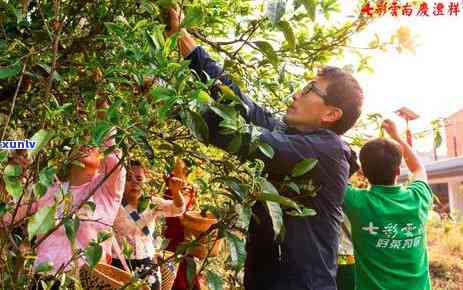 冰岛单株古树茶啥意思，探索神秘的冰岛单株古树茶：它的含义和独特之处