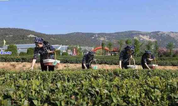 一品堂普洱茶官方网站查询及，了解一品堂普洱茶的品质和地位