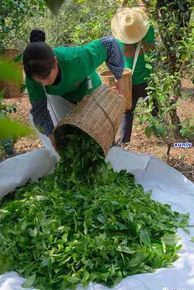 冰岛老寨茶 *** 过程图片全高清欣，口感特点及价格解析