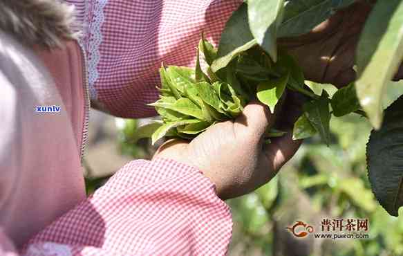 冰岛古树茶茶叶蛋-冰岛古树茶的 *** 程序