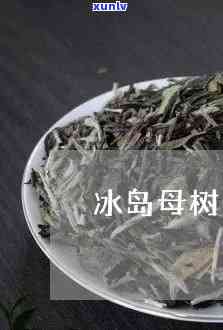 冰岛母树生茶的做法-冰岛母树生茶的做法和功效