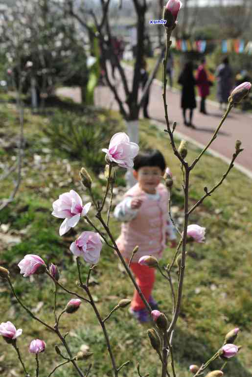 春天适合喝什么茶叶-春天适合喝什么茶叶女性