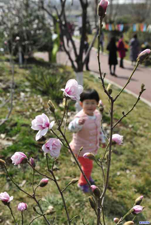 春天适合喝什么茶叶-春天适合喝什么茶叶女性