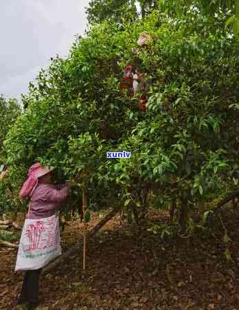 曼松茶和冰岛的区别在哪，揭秘曼松茶与冰岛茶的五大区别