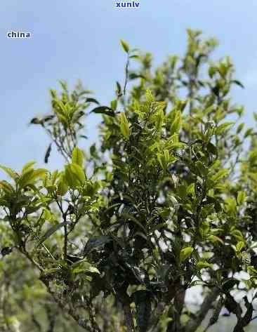 冰岛古树茶的 *** 程序，探索冰岛古树茶的独特 *** 工艺