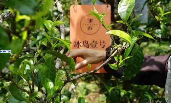 冰岛古树茶是什么意思，探究神秘的“冰岛古树茶”究竟是什么？