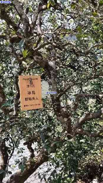 勐库冰岛古树精制茶厂，探寻古老韵味：揭秘勐库冰岛古树精制茶厂