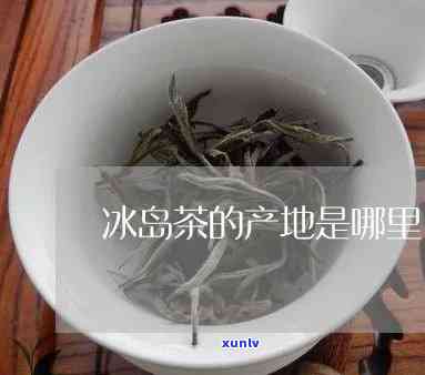 冰岛茶哪里的喝-冰岛茶哪里的喝最正宗