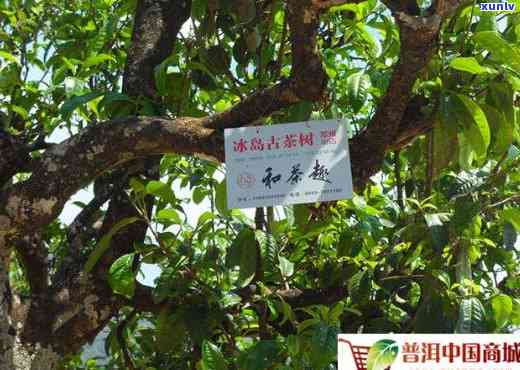 冰岛古树茶回归-冰岛古树茶2009年