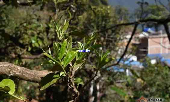 临沧冰岛茶树图片：云南临沧冰岛茶特点、价值及价格全解析