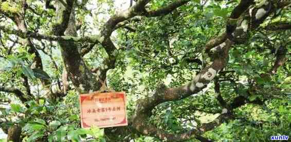 冰岛老寨古树茶300年价格表及单株、树龄介绍