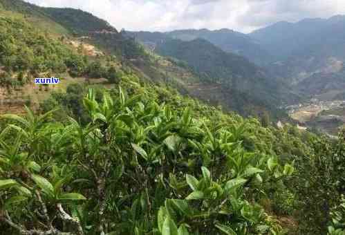 冰岛茶产地在临沧哪里，探寻冰岛茶的源头：揭秘临沧作为其产地的重要地位