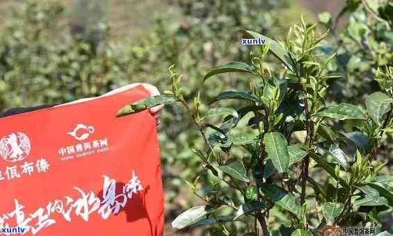 探究冰岛古树秋茶的特点：品种、图片及价格比较，春茶与秋茶有何区别？