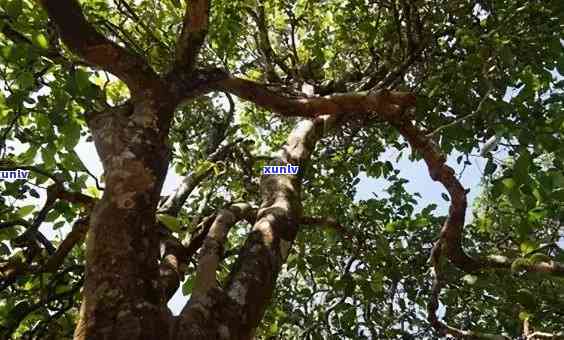 冰岛古树茶是红茶吗，探究冰岛古树茶：它究竟是红茶还是绿茶？