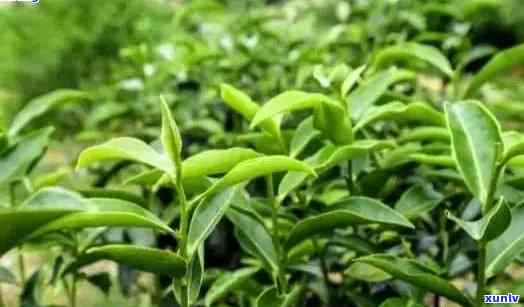 河北适合种什么茶树，揭秘河北适宜种植的茶树品种