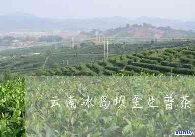 云南冰岛坝歪茶价格-云南冰岛坝歪茶的介绍