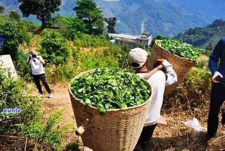 临沧冰岛茶：怎么炒起来的？特点、价格与价值分析