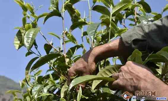 临沧冰岛茶：怎么炒起来的？特点、价格与价值分析