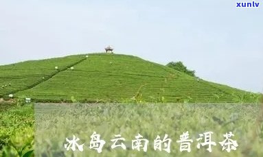 临沧冰岛更大的茶岛-临沧冰岛更大的茶岛在哪里