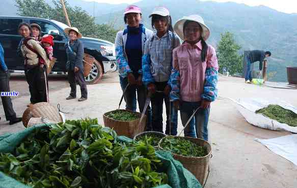 冰岛茶的产区：特点、分布与地图