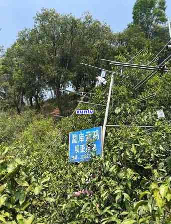 勐库茶厂冰岛茶价格多少，探寻冰岛茶的神秘面纱：勐库茶厂冰岛茶价格解析