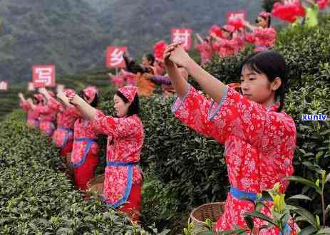 春色满园茶业价格表大全：皮花香、图片齐全