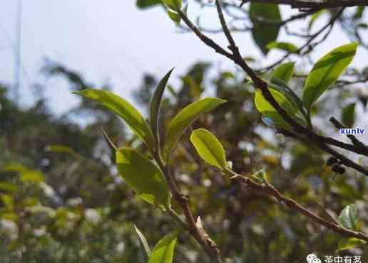 南美乡古树茶和冰岛茶哪个好，南美乡古树茶与冰岛茶：一场口感的较量