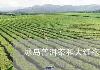 大红袍价格冰岛圆茶-大红袍和冰岛哪个贵