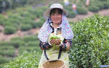 江西适合种什么茶叶品种？探讨适宜种植的茶树种类与名贵树木