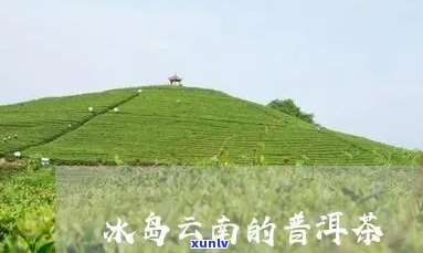 临沧普冰岛源头茶企-云南临沧冰岛普洱茶